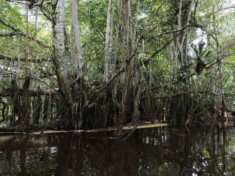 Wonder Amazon-Lagunas必去景点