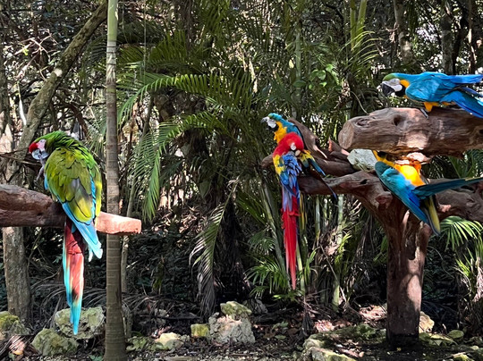 Akumal Monkey Sanctuary & Rescued Animals-艾库玛尔必去景点