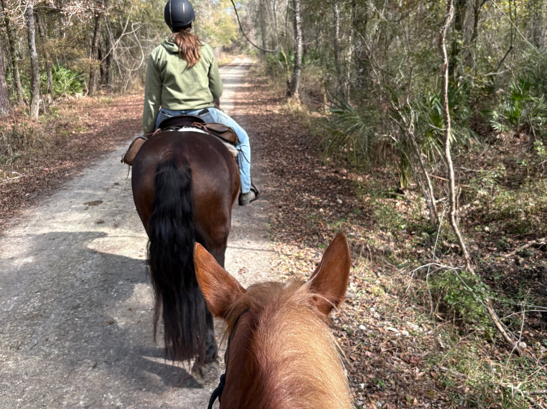 Black Prong Adventures Horseback Riding And Carriage Tours In The Goethe State Forest-Bronson必去景点