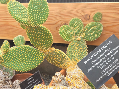 Buffalo and Erie County Botanical Gardens-水牛城必去景点