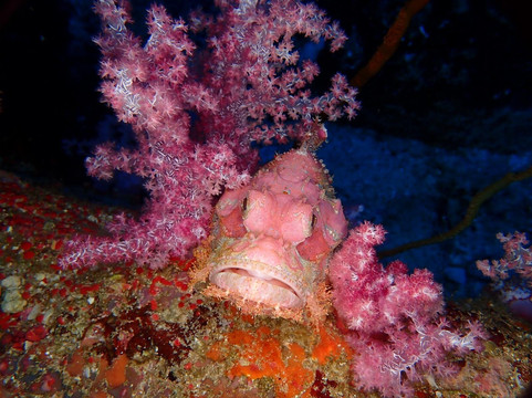 The Junk Liveaboards-Chalong必去景点