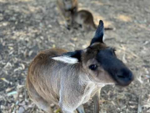 Cleland Conservation Park-阿德莱德必去景点