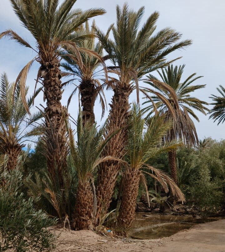 Skoura Oasis Tour Guide-Skoura必去景点