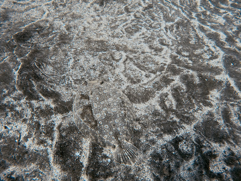 Karapat Dive-大加那利岛拉斯帕尔马斯必去景点