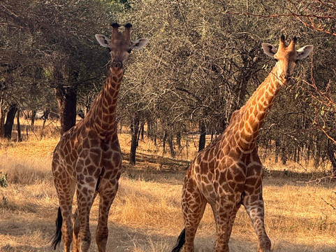 Riu Baobab Trip Travel-Nianing必去景点