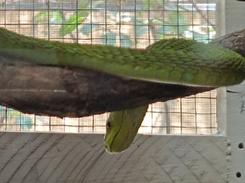 The Watamu Snake Farm-瓦塔木必去景点