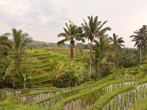 Bali VW Cabriotour-登巴萨必去景点