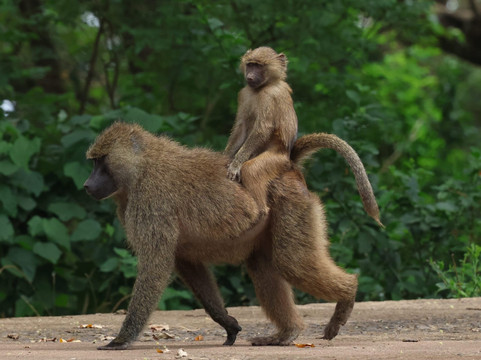 Base Camp Tanzania-阿鲁沙必去景点
