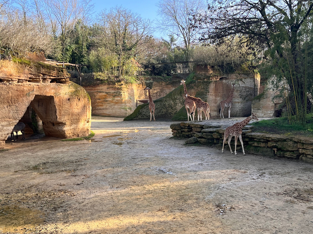 Bioparc - Zoo de Doué la Fontaine-Doue-la-Fontaine必去景点