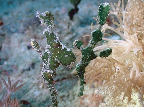 Scuba Junkie Komodo-Labuan Bajo必去景点