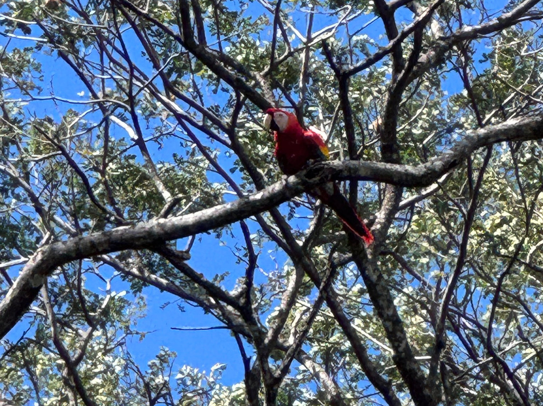 Jabiru Tours Palo Verde by Boat-Ortega必去景点