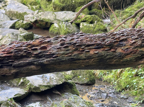 Fairy Glen-Betws-y-Coed必去景点