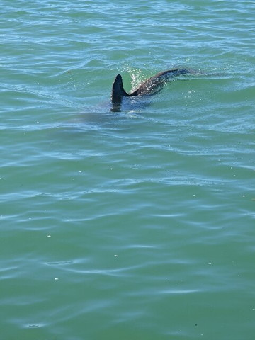 Lemon Bay Tours-恩格尔伍德必去景点
