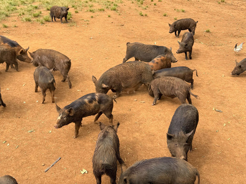 Kauai Safaris-利胡埃必去景点