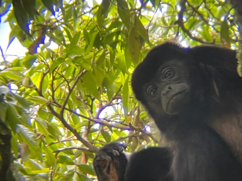 Mount Totumas Cloud Forest主图