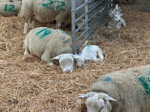 Court Farm Country Park-Banwell必去景点