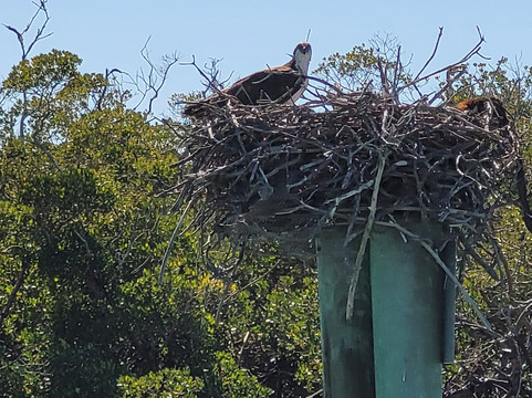 Gasparilla Boat Tours-恩格尔伍德必去景点