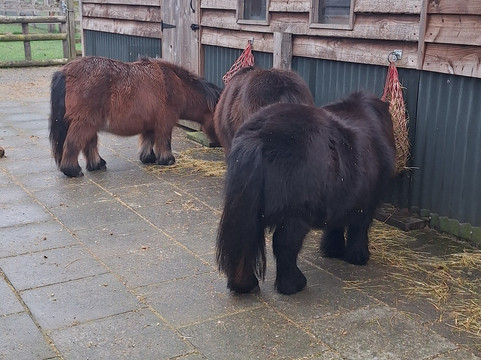 Small Breeds Farm Park-Kington必去景点