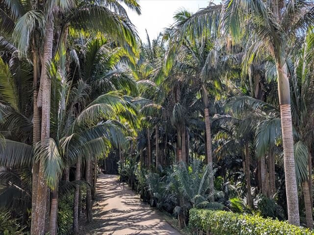 Yaeyama-yashi of Yonehara-石垣市必去景点