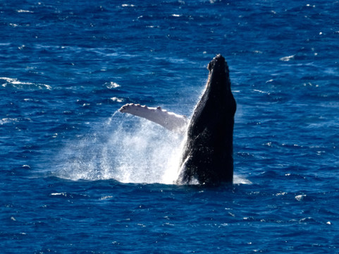 Papawai Scenic Lookout-拉海纳必去景点