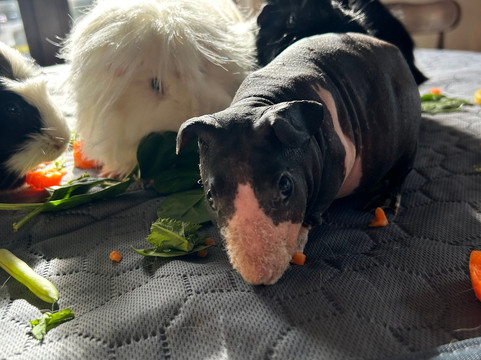 Cavies & Cake-Fakenham必去景点