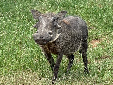 Karongwe Private Reserve-霍德斯普鲁特必去景点