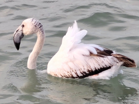 Parque Regional Salinas-San Pedro del Pinatar必去景点
