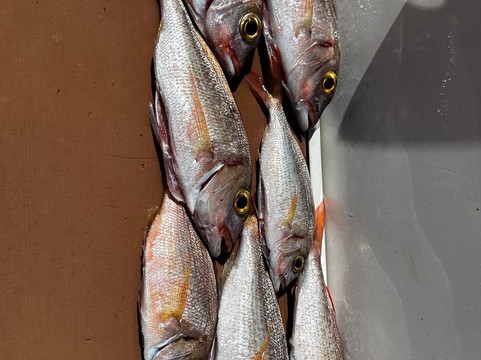 Tortuga Fishing Lanzarote-兰萨罗特必去景点