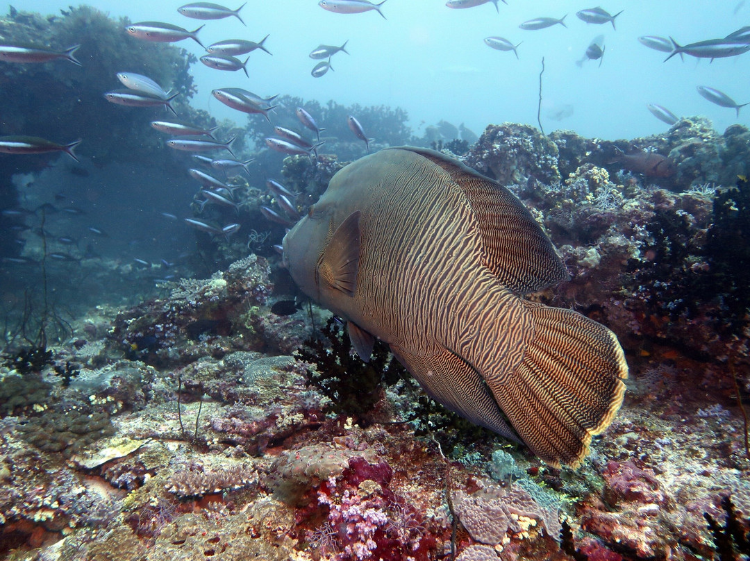 DivePoint Guraidhoo-康杜玛岛必去景点