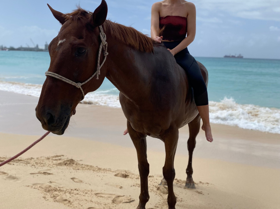 Sandy Turf Stables Barbados-Frere Pilgrim必去景点