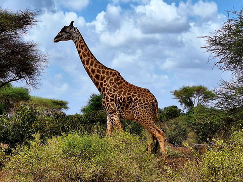 Kenya Safaris con Beka Day Tours-瓦塔木必去景点