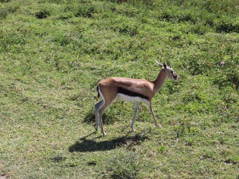 Corto Safaris-阿鲁沙必去景点