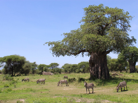 Corto Safaris-阿鲁沙必去景点