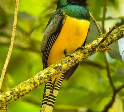 Picolina Tours-德雷克湾必去景点