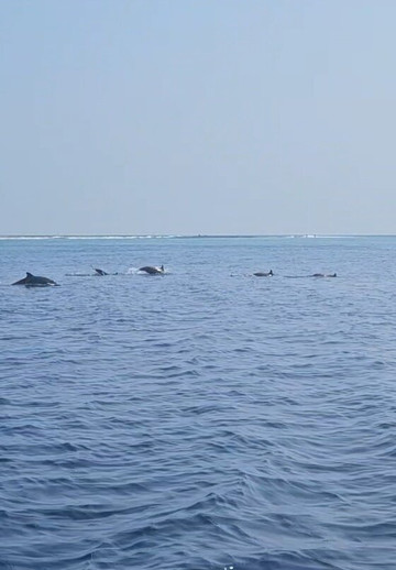 ScubaCaribe-达哈阿鲁环礁必去景点