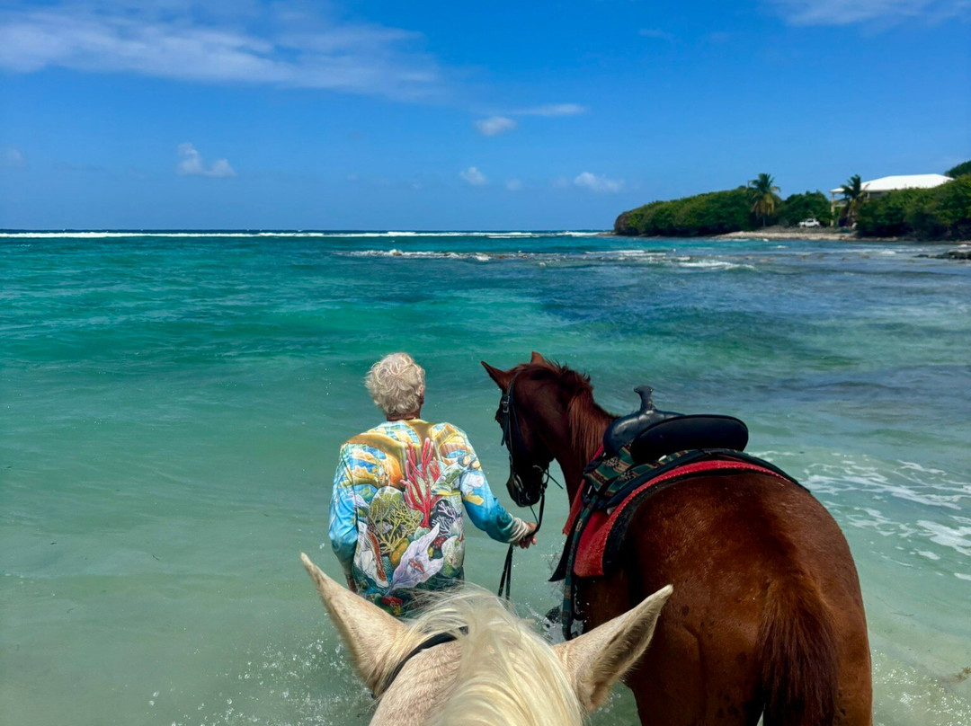 Equus Rides Horseback Riding St. Croix-Frederiksted必去景点