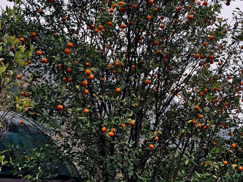 River Orange Garden-Pelling必去景点