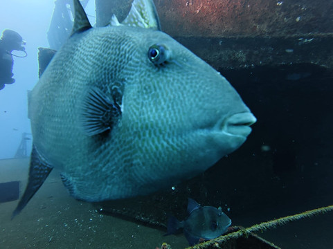 Atalaia Diving Center-Canico必去景点