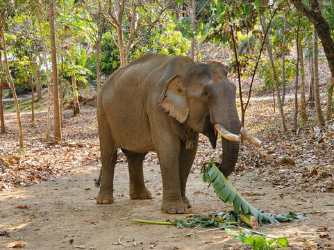 Elephant Conservation Center-Sayaboury必去景点