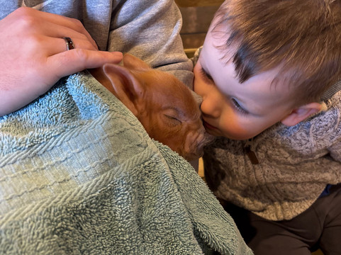 Pennywell Farm-Buckfastleigh必去景点