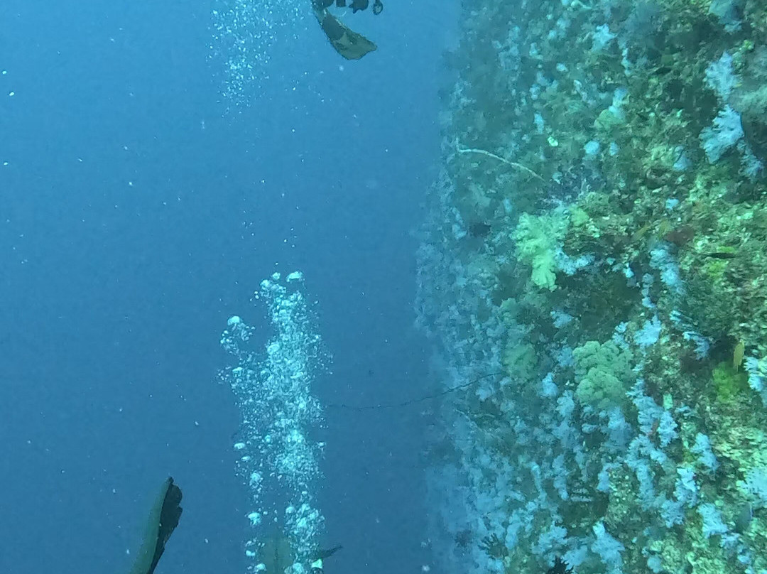 Dive Academy Fiji-Waiyevo必去景点