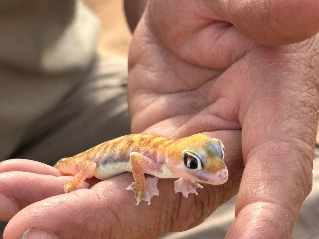 Living Desert Adventures Discover the Little 5-斯瓦科普蒙德必去景点