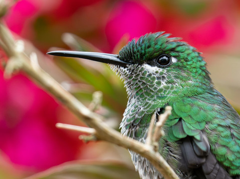 Costa Rica Focus-圣何塞必去景点