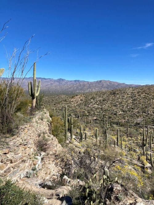 Cactus Forest Drive-图森必去景点