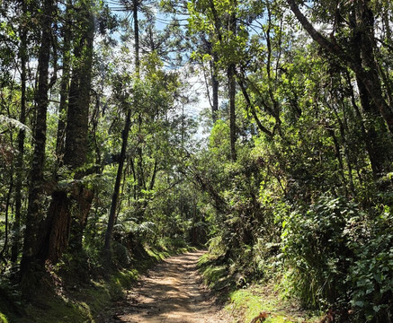 Parque Estadual Campos do Jordao-坎普斯－杜若尔当必去景点