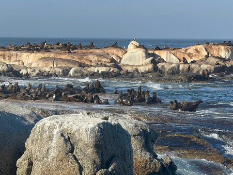 Seal Island-西开普必去景点