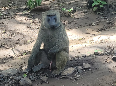 Danakil Depression Tours-亚的斯亚贝巴必去景点