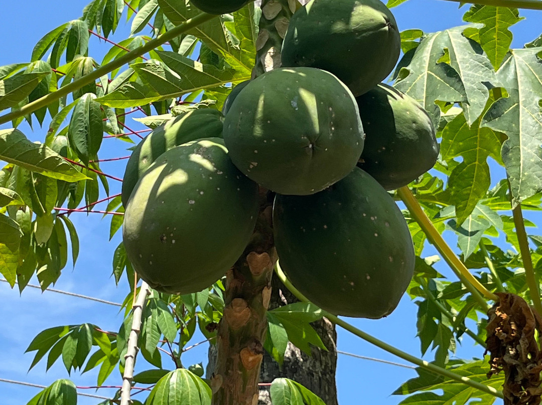 Paradise Island Safari-Gampola必去景点