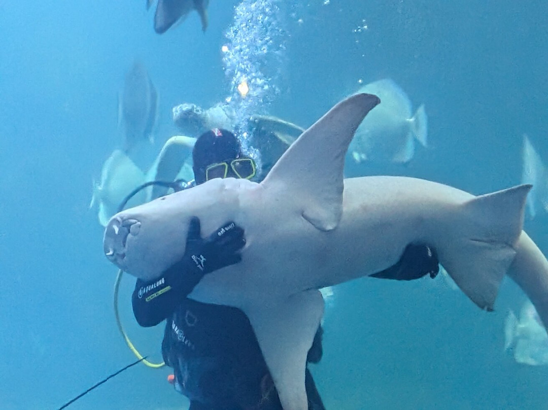 Hurghada Grand Aquarium-赫尔格达必去景点