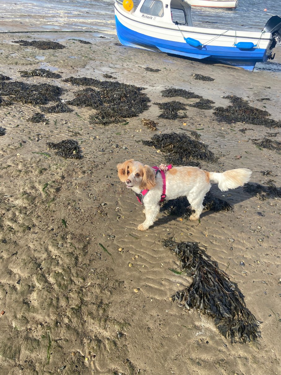 杜兰特别墅酒店-官方